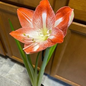 Meet your Posher, Joelyn